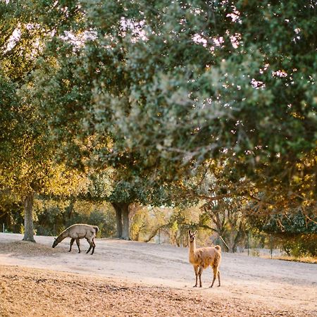 Domaine Naturiste De Riva Bella Linguizzetta Екстер'єр фото