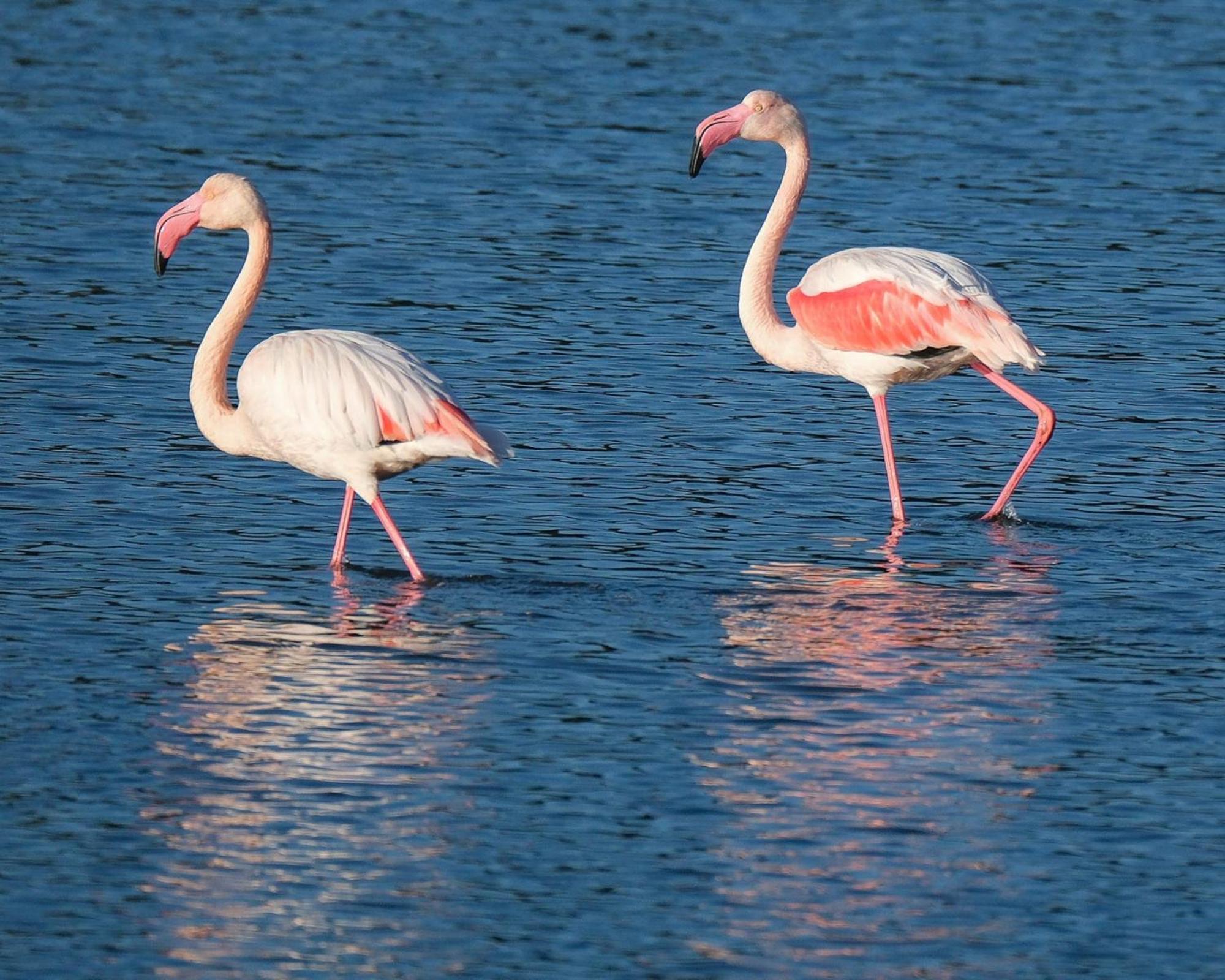 Domaine Naturiste De Riva Bella Linguizzetta Екстер'єр фото